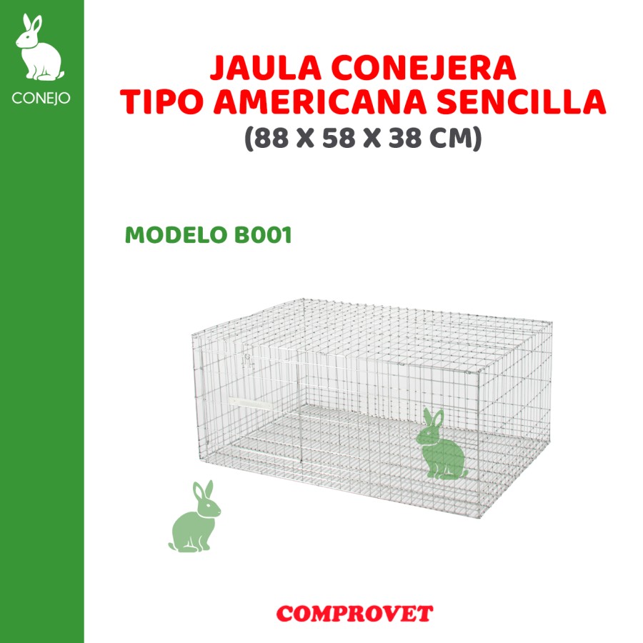 Conejera Americana 